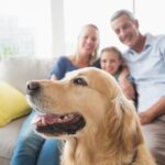 Taking Care of Your Pet at Home – A Few Useful Tips