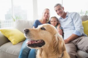 Taking Care of Your Pet at Home – A Few Useful Tips