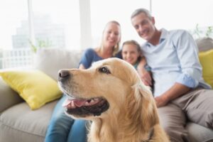 Taking Care of Your Pet at Home – A Few Useful Tips